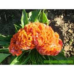 Tuppkam 'Coral Garden' frön