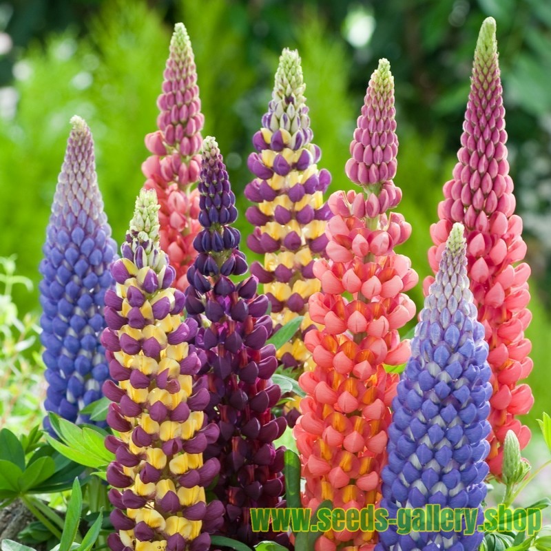 Kings Lupin Seeds (Lupinus Polyphyllus)