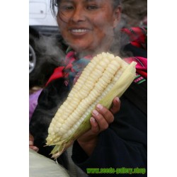 Worlds Largest Giant Corn Seeds Cuzco