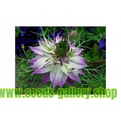 Love-In-A-Mist Multicolor, Ragged Lady Flower Seeds