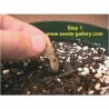 Plumeria Seeds "Orange Spender"
