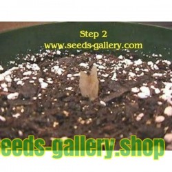 Plumeria Seeds "Orange Spender"