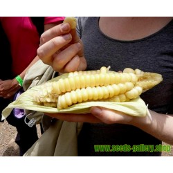 Semillas Maiz Blanco Gigante del Cuzco