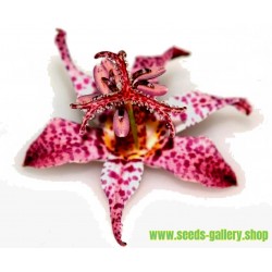Toad Lily Seme