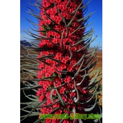 Die beeindruckenste Pflanze der Welt Riesiger Roter Teide-Natternkopf Samen 
