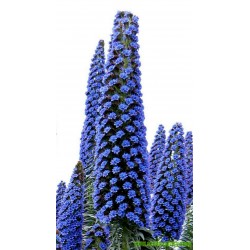 Blue Steeple Tower of Jewels Seeds