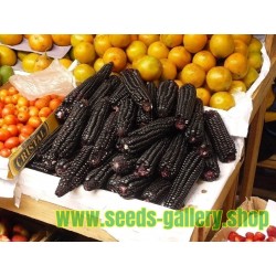 Black Corn Seeds Black Aztek
