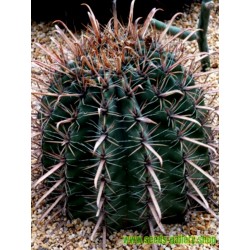Seme kaktusa Ferocactus Peninsulae