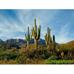 Saguaro Cactus Seeds
