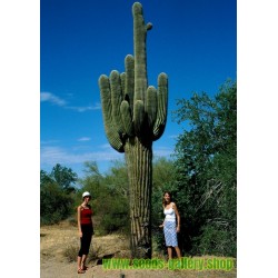 Saguaro Kaktus Seme 