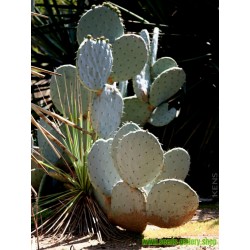 Wheel Cactus or Camuesa Seeds (Opuntia robusta)
