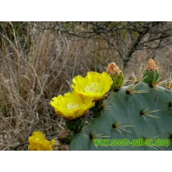 Wheel Cactus or Camuesa Seeds (Opuntia robusta)