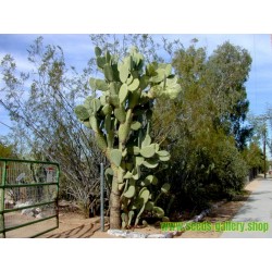 Seme kaktusa Optunia robusta