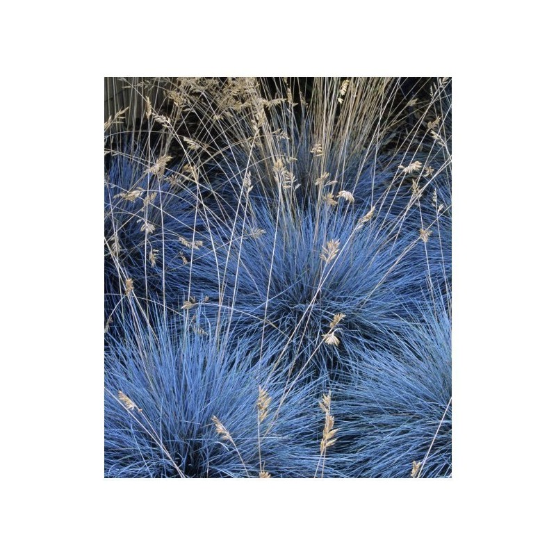Blue Grass Seeds Festuca Glauca Intense Blue