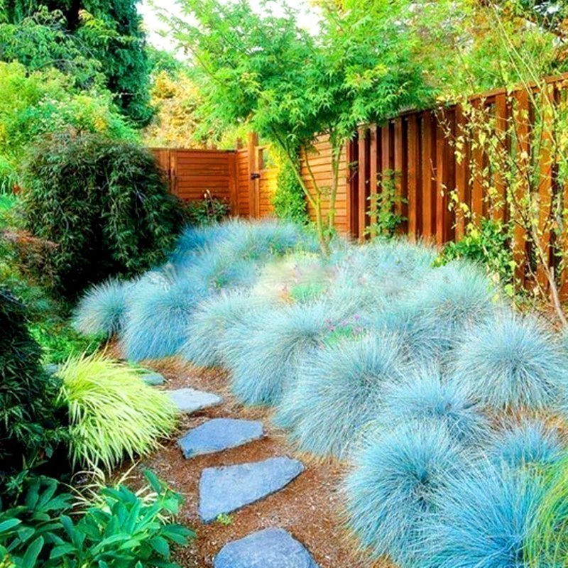Blue Grass Seeds Festuca Glauca Intense Blue