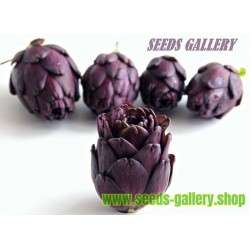 Seme Articoke Violet de Provence