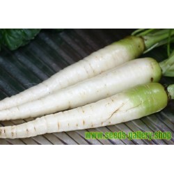 Semillas Zanahoria Blanca LUNAR WHITE