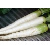 Carrot Seeds LUNAR WHITE