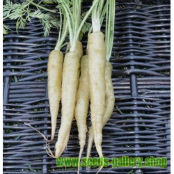 Graines de carotte blanche LUNAR WHITE
