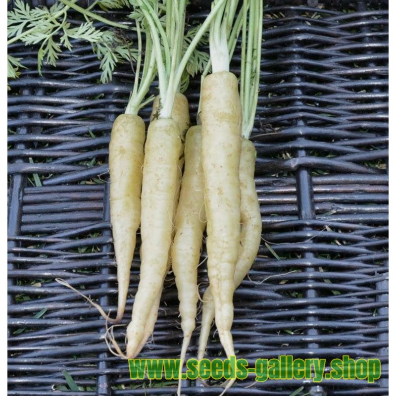 Σπόροι καρότου λευκο LUNAR WHITE