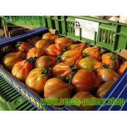CHARLIE CHAPLIN Tomato Seeds