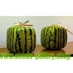 Würfel Wassermelone Samen