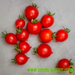 GERANIUM KISS Tomato Seeds
