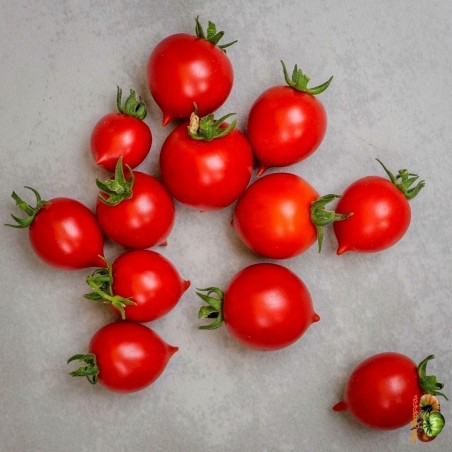 Price: €1.85 - Graines de Tomate GERANIUM KISS - Seeds Gallery