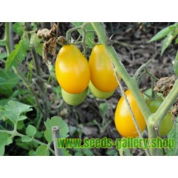 GOLD ROMA Tomato Seeds