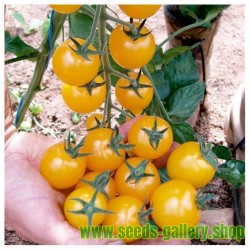 Sementes de tomate Cereja GOLDKRONE