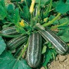 Marrow Long Green Bush Courgette Seeds | €2.10