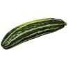 Marrow Long Green Bush Courgette Seeds | €2.10