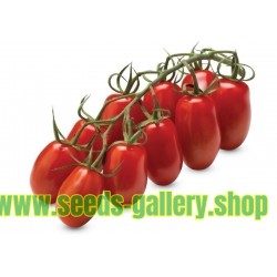 MARZANINETTO - MINI SAN MARZANO Tomato Seeds