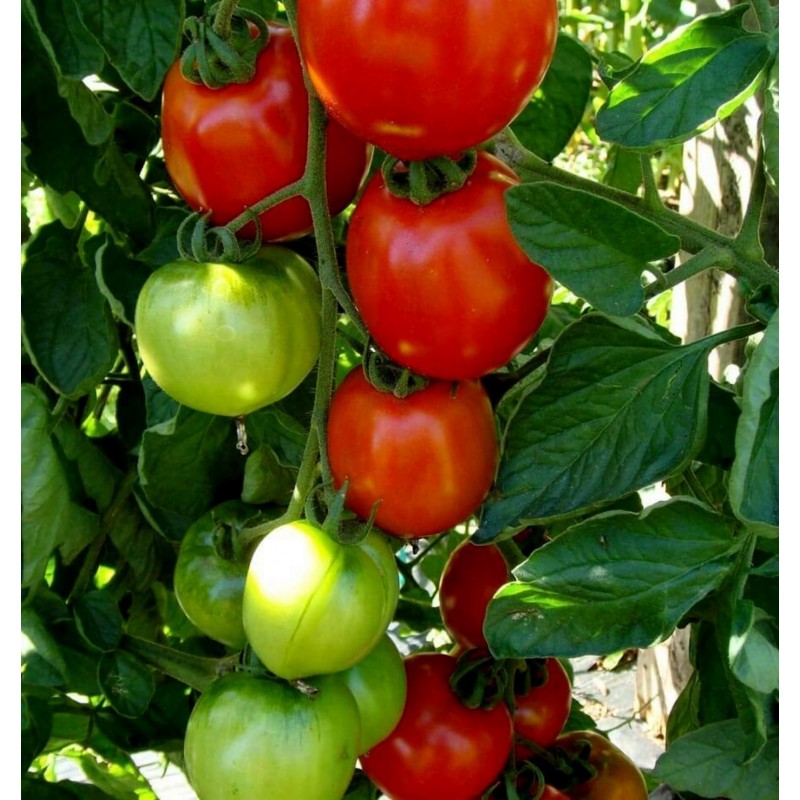 Moneymaker Tomato seeds | 1,50 €