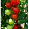 Moneymaker Tomato seeds | 1,50 €