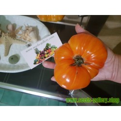 PINEAPPLE Beefsteak Tomato Seeds