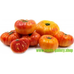 Semillas de tomate PIÑA - PINEAPPLE