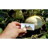 SNOW LEOPARD Melon Seeds - VERY RARE | €2.00