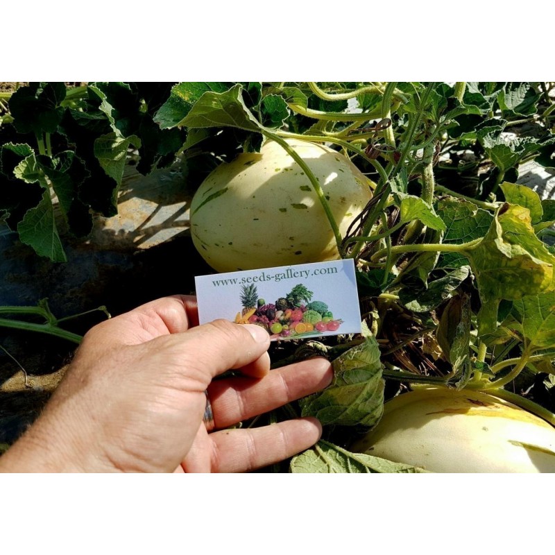 SNOW LEOPARD Melon Seeds - VERY RARE | €2.00