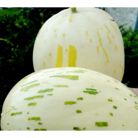 SNOW LEOPARD Melon Seeds - VERY RARE | €2.00