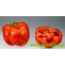 Tomat frön STRIPED STUFFER