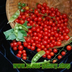 SWEET PEA CURRANT Rote Cherry Tomate Samen