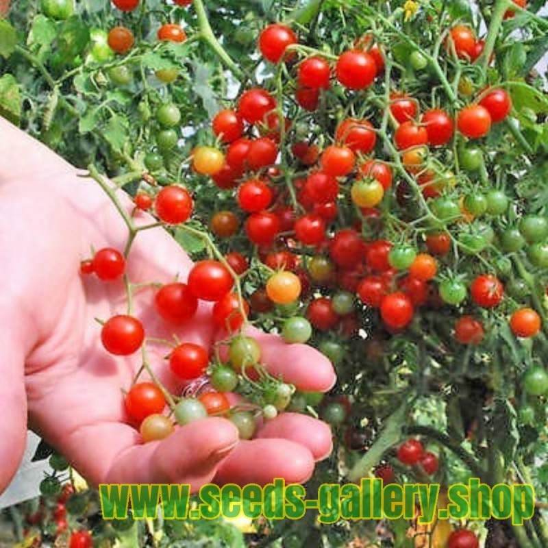 Sementes de tomate SWEET PEA CURRANT