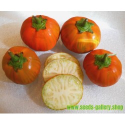 10+ seeds Aubergine Graines Thai Orange Eggplant Solanum aethiopicum