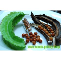 Pinkys Seed Company 25 Winged Bean Seeds Psophocarpus tetragonolobus 