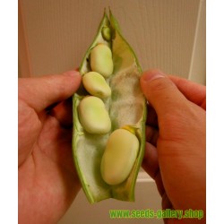 Vicia faba Egyptian Fava Bean 5+ Samen Saatgut Seeds Egyptische Puffbohne 