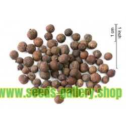 Allspice Seeds (Pimenta dioica)