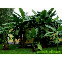 Seme Banane Darjeeling (Musa sikkimensis)