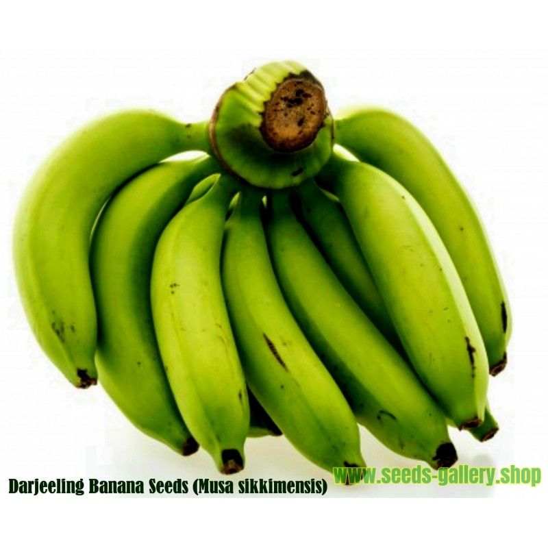 'Musa Sikkimensis' Himalayan Banana seeds 5 Graines Darjeeling Banana 