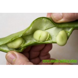 Fava κουκια σποροι (Vicia faba)